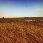 Boat Ride through Florida’s Everglades