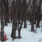 My crazy friend’s Maple syrup farm