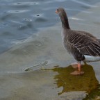Feeding Ducks at the serpentine River