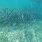 Concerns towards the Wildlife of the Mesoamerican reef