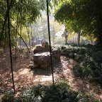 No Pandas Bears at The Black Bamboo Garden in Wuhan
